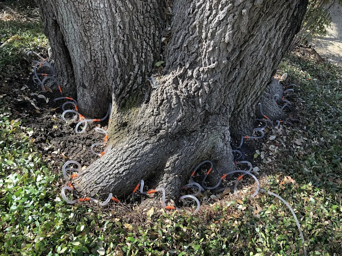 Detailed Tree Cabling and Bracing job site in Glen Alpine