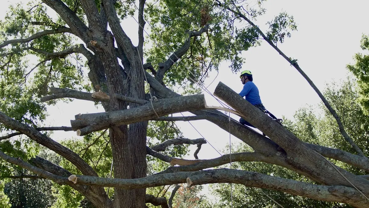 Professional Crown Thinning performed by certified arborists in Glen Alpine