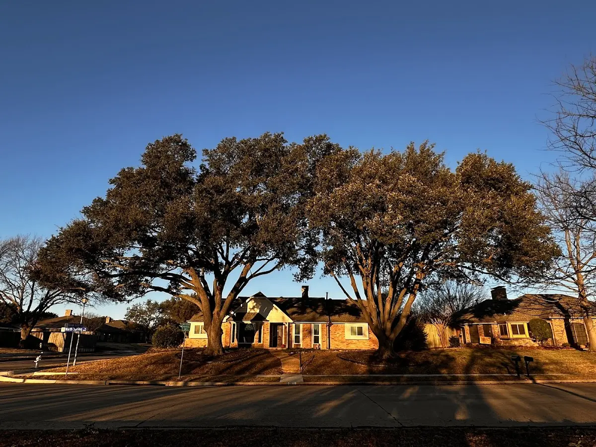 Established residential canopy tree shading a home in Glen Alpine