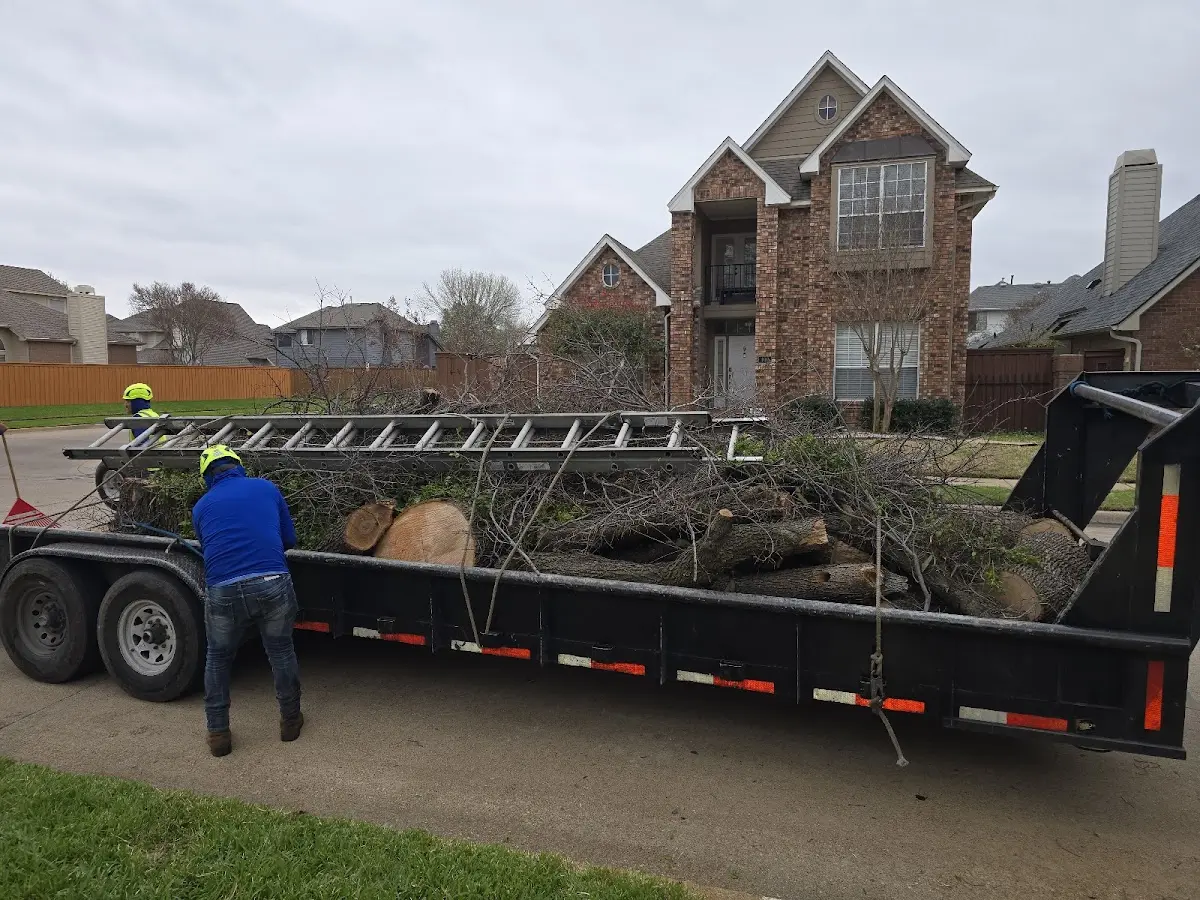 Expert Tree Removal with proper safety equipment in Glen Alpine